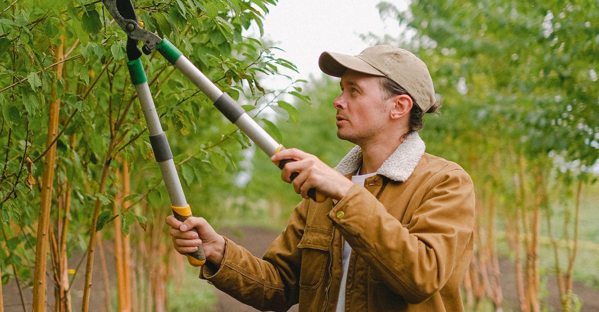 A Beginner's Guide to Using Pruning Shears Effectively