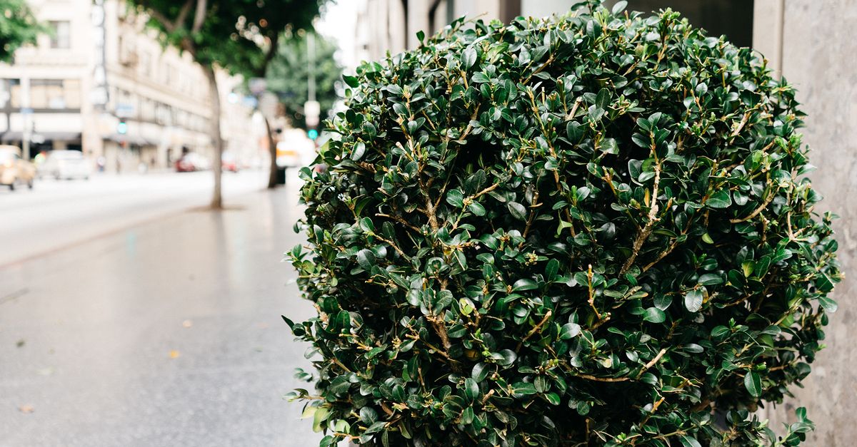 Advanced Pruning Practices for Fruit Trees in Melbourne Gardens