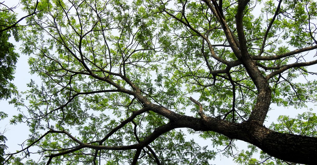 Best Practices for Response during Tree Trimming Accidents