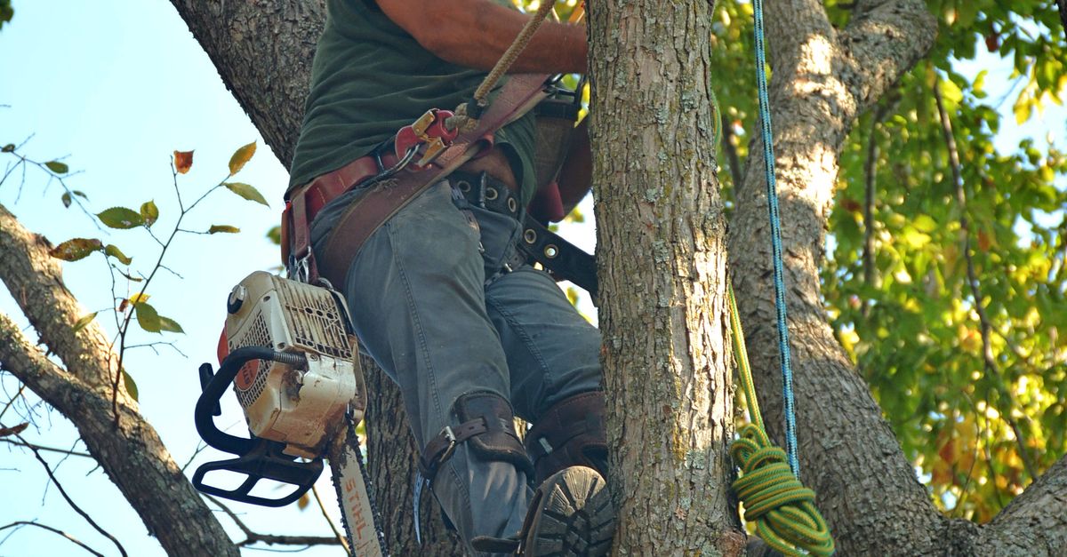 Communication Protocols for Emergencies in Tree Maintenance