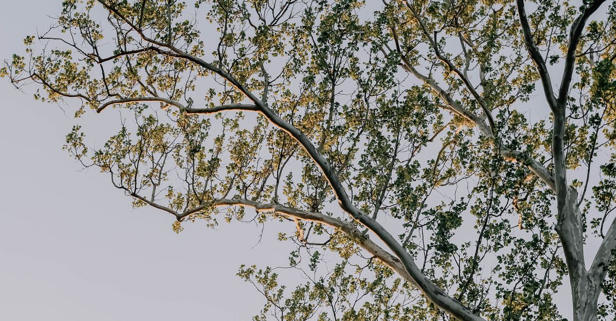 Comparing Telescoping Pole Saws for Melbourne Gardens
