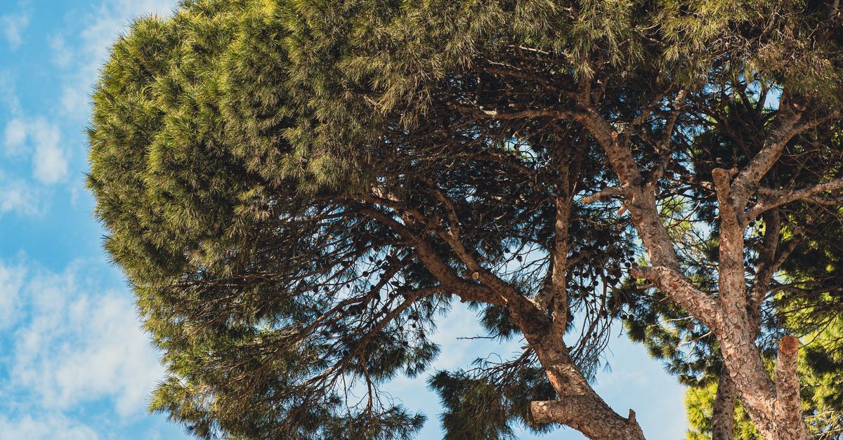 Conducting a Thorough Hazard Assessment Before Tree Work