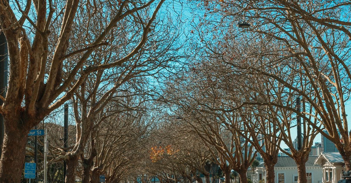Diagnosing When Crown Reduction is Necessary for Tree Health
