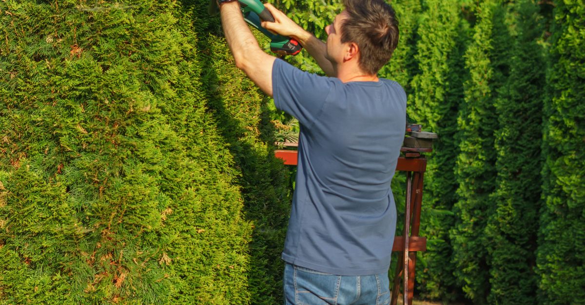 Effective Crown Reduction Strategies for Urban Trees in Melbourne