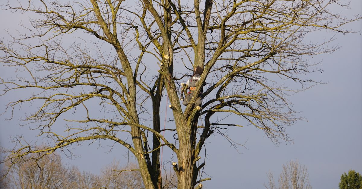 Essential Accessories for Your Pole Saw