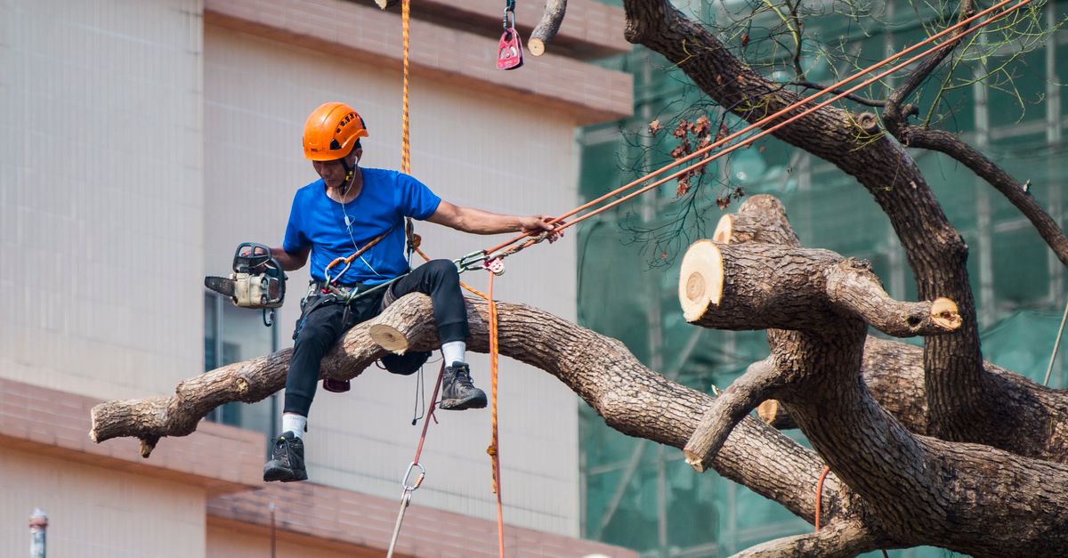 First Aid Techniques for Common Injuries in Tree Trimming