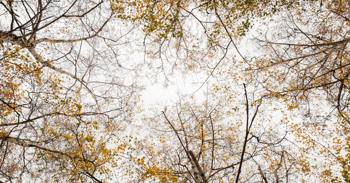 How to assess the extent of Deadwood to be Removed
