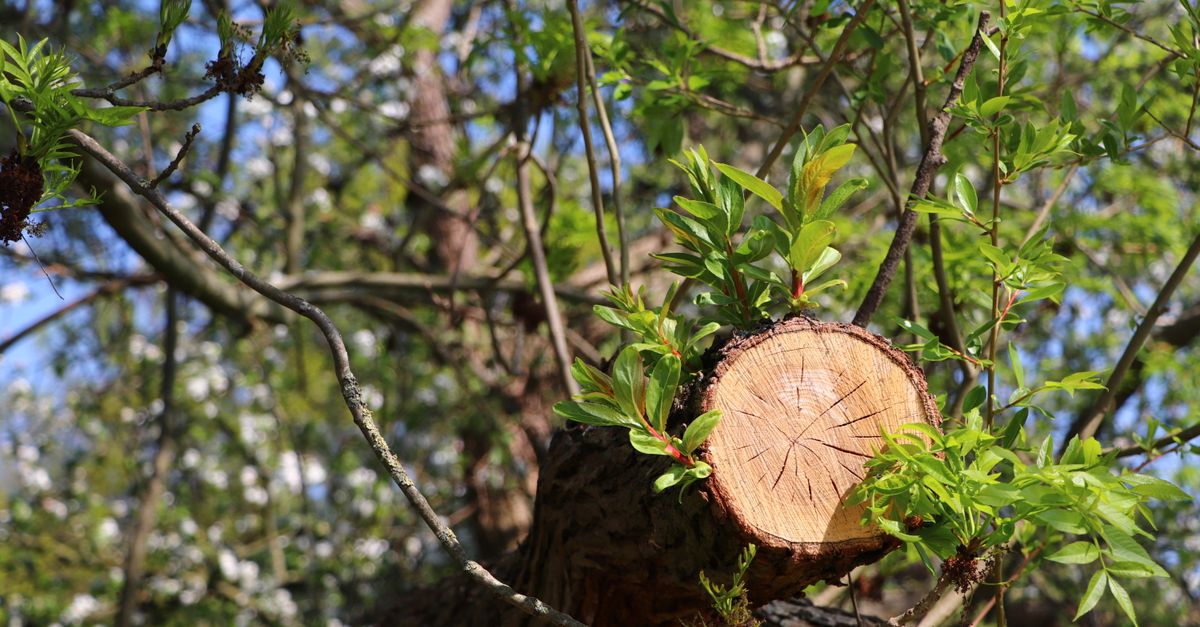 How to Properly Sharpen Your Chainsaw Blades for Effective Trimming