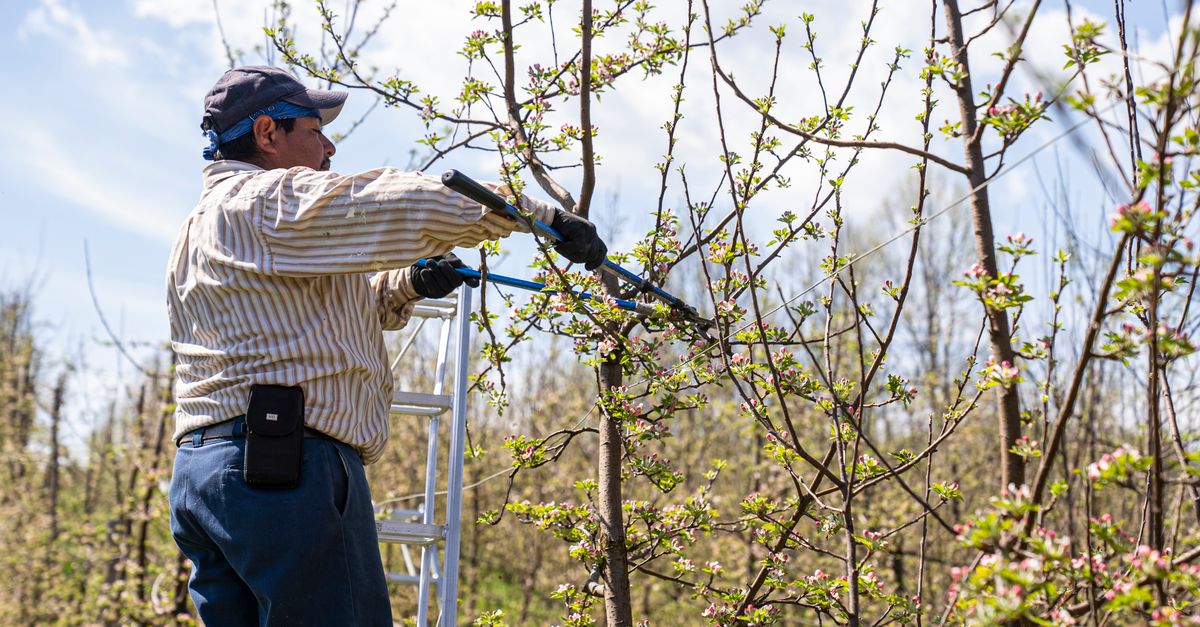 How to Select Effective Hearing Protection for Tree Work