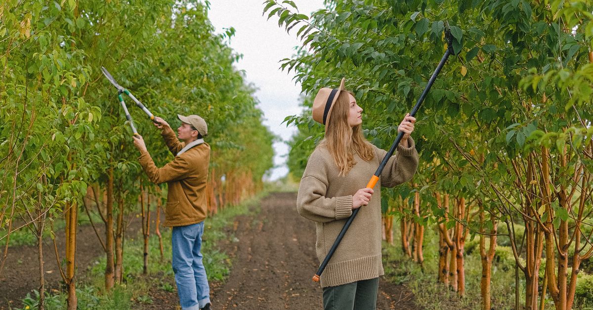 Identifying Common Hazards in Tree Trimming Environments