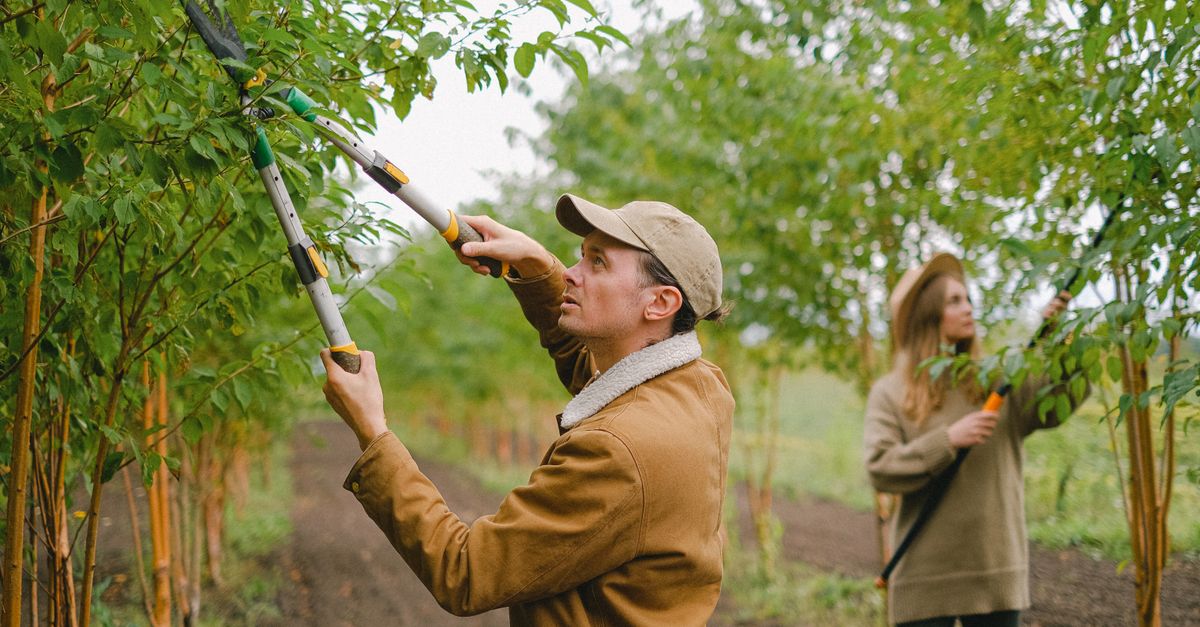 Maintenance Tips for Your Chainsaw to Ensure Safe Tree Trimming
