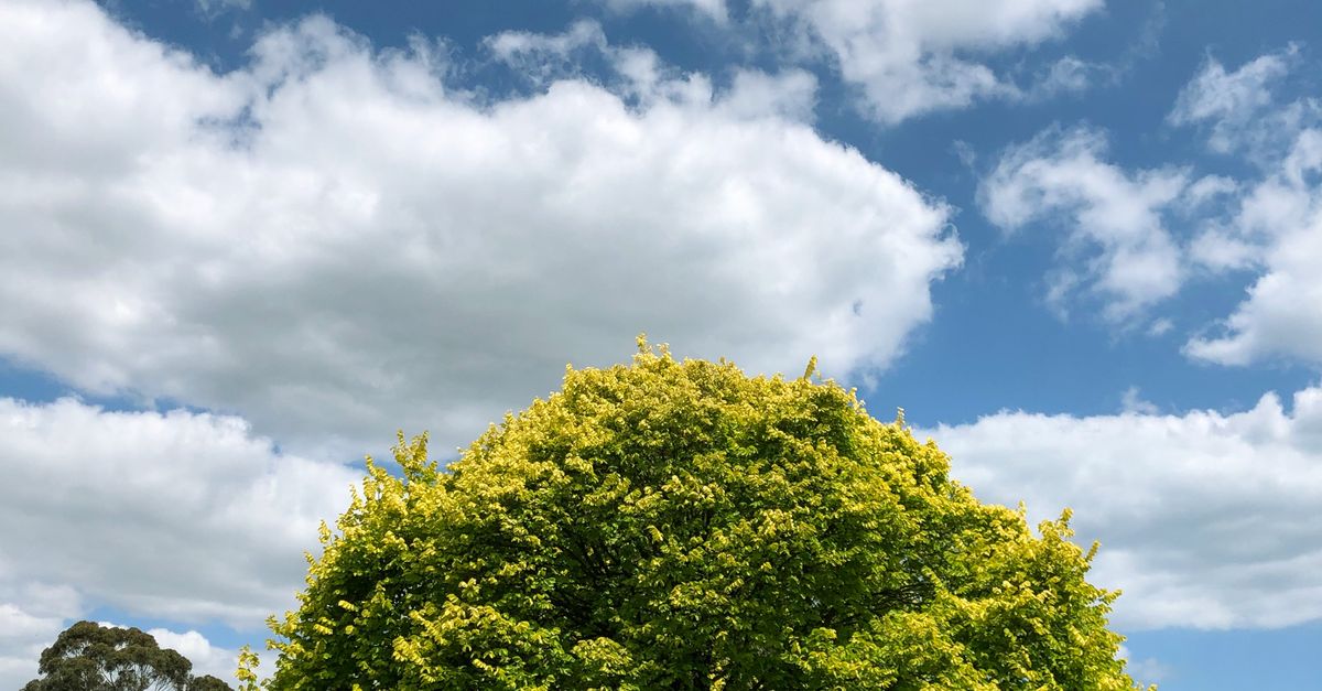 Responding to Tree Trimming Accidents: A Step-by-Step Guide