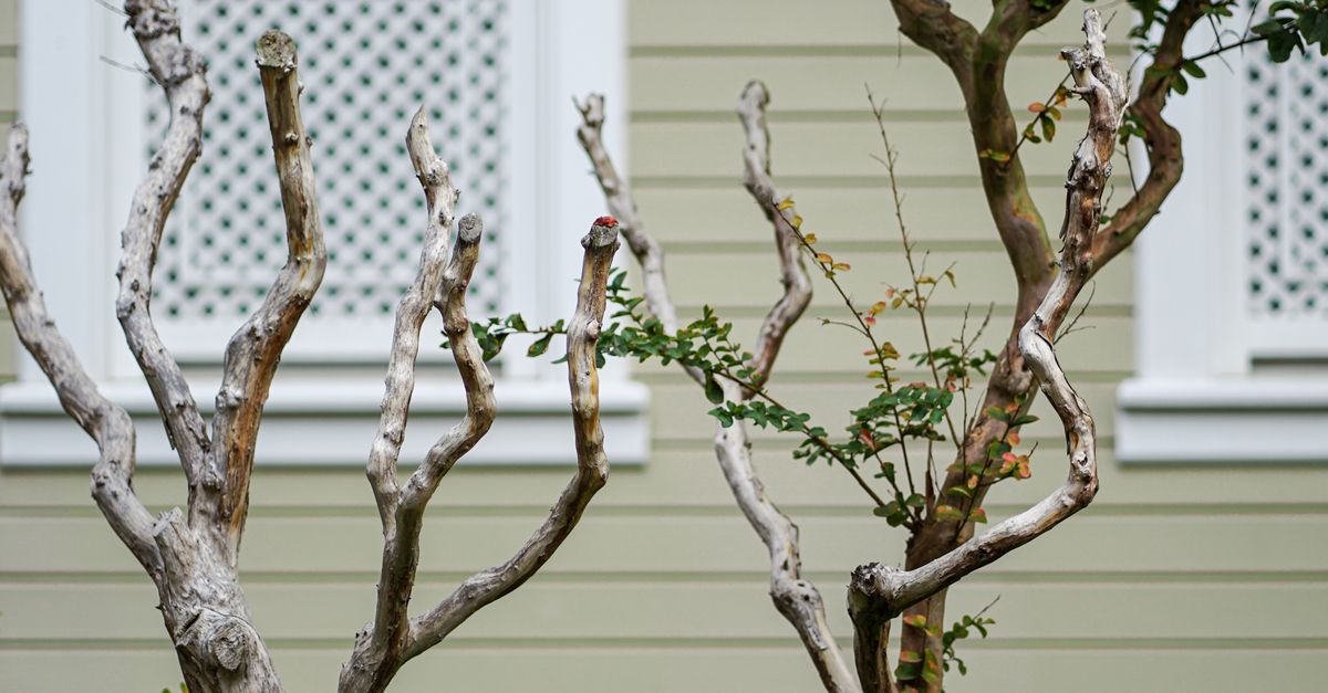Seasonal Timing for Thinning Trees in Melbourne