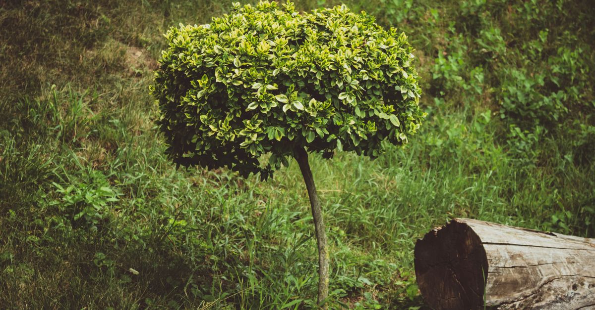 The Impact of Deadwooding on Tree Stability