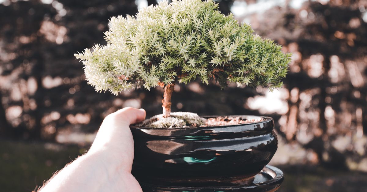 The Role of Crown Reduction in Tree Aesthetics and Functionality