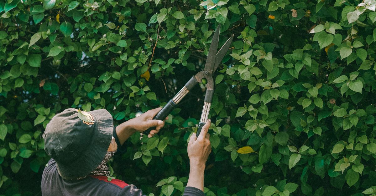 The Role of High-Visibility Clothing in Arborist Safety