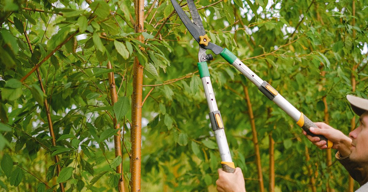 Thinning Methods for Maintaining Aesthetic Tree Shapes