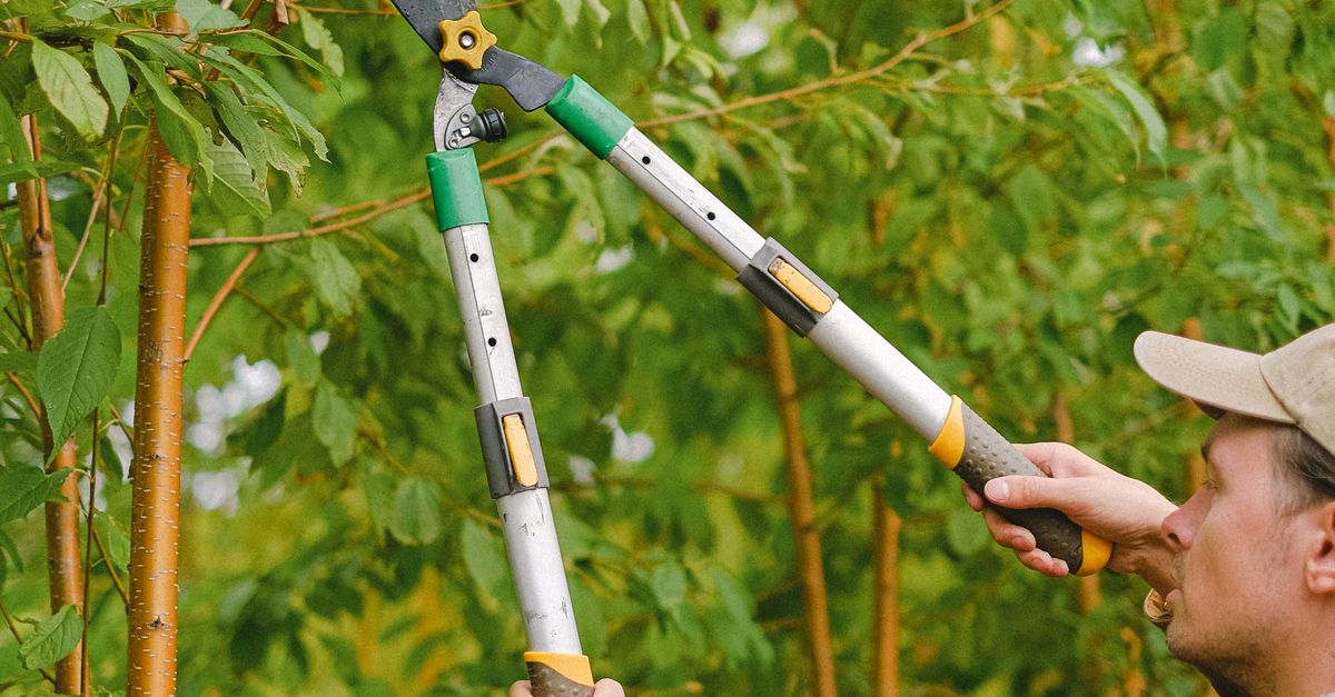 Topping Trees: Seasonal Considerations for Melbourne's Climate