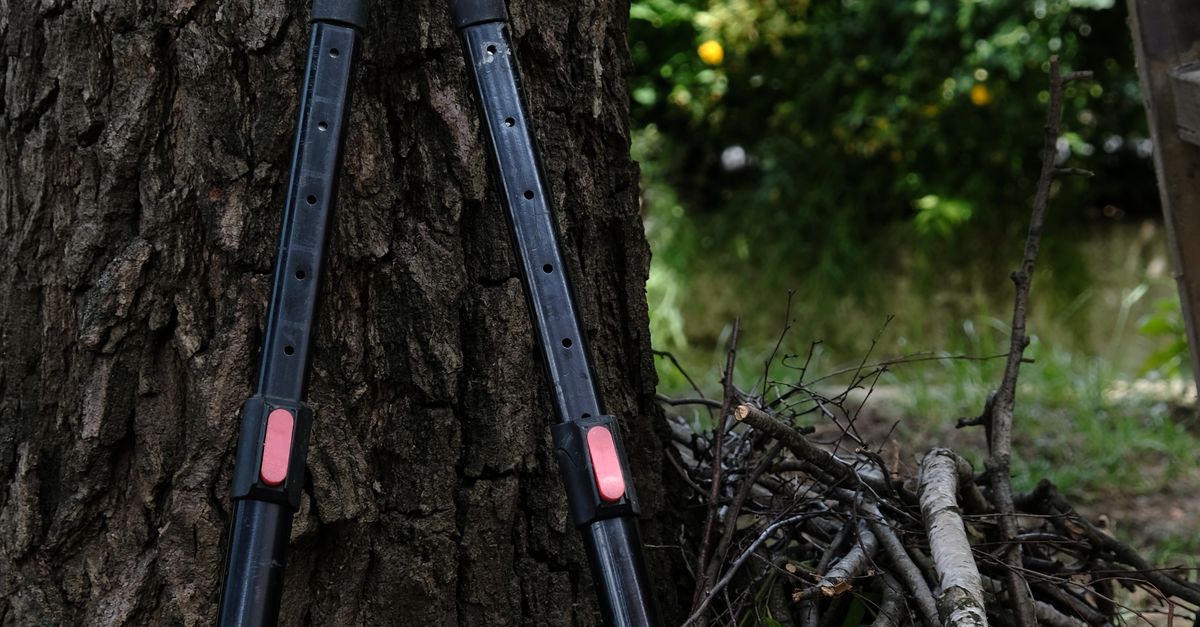 Training Techniques for Safe Ladder Operation in Arboriculture
