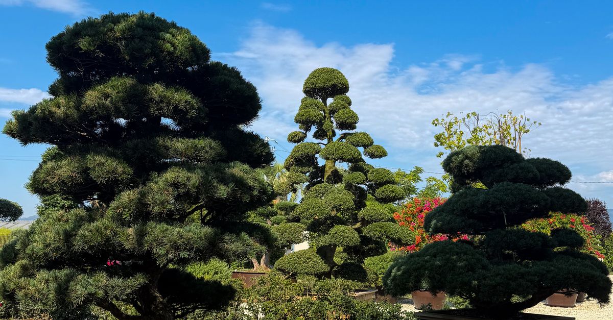 Understanding the Benefits of Pruning for Tree Health in Melbourne