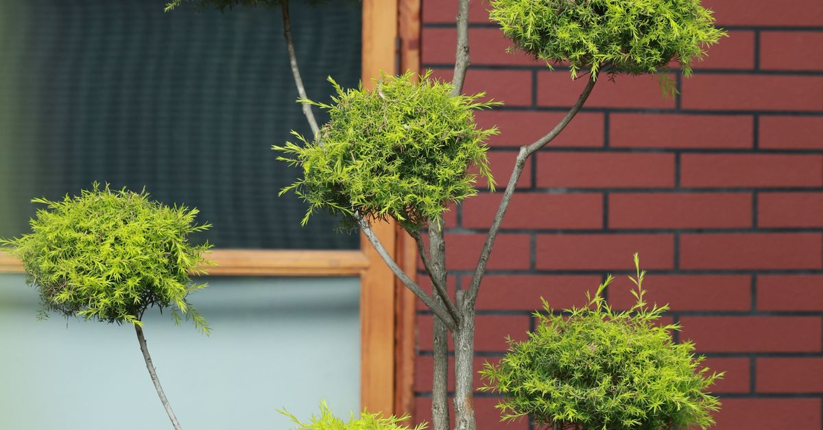Understanding the Importance of Thinning Methods in Tree Health