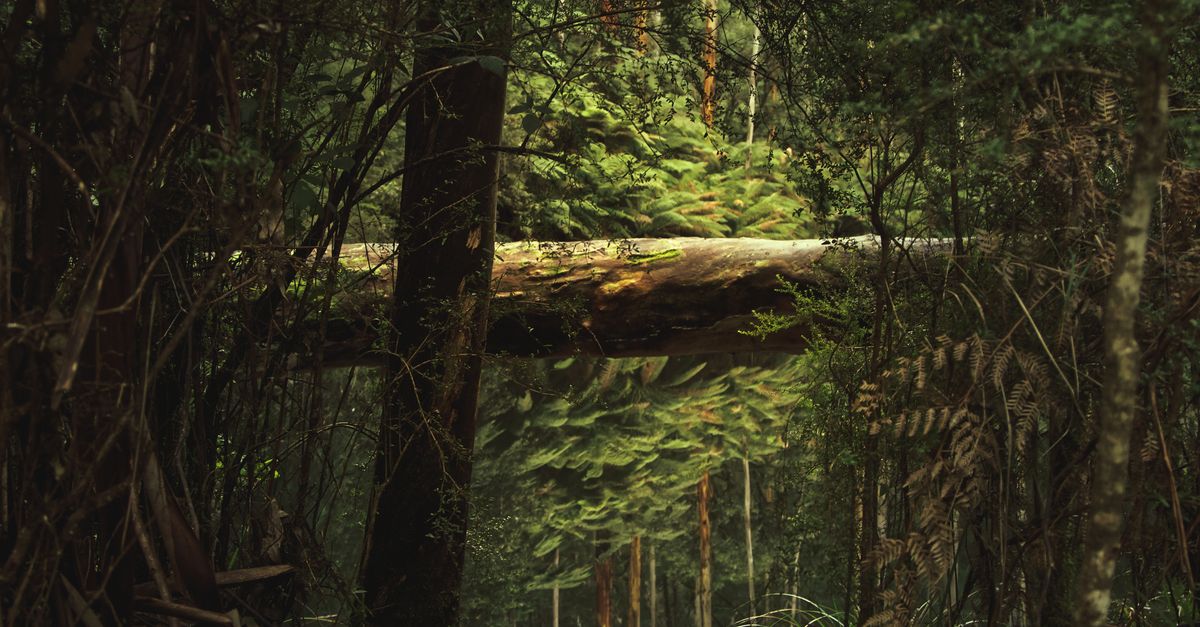 Understanding Tree Biology and Its Role in Hazard Prevention