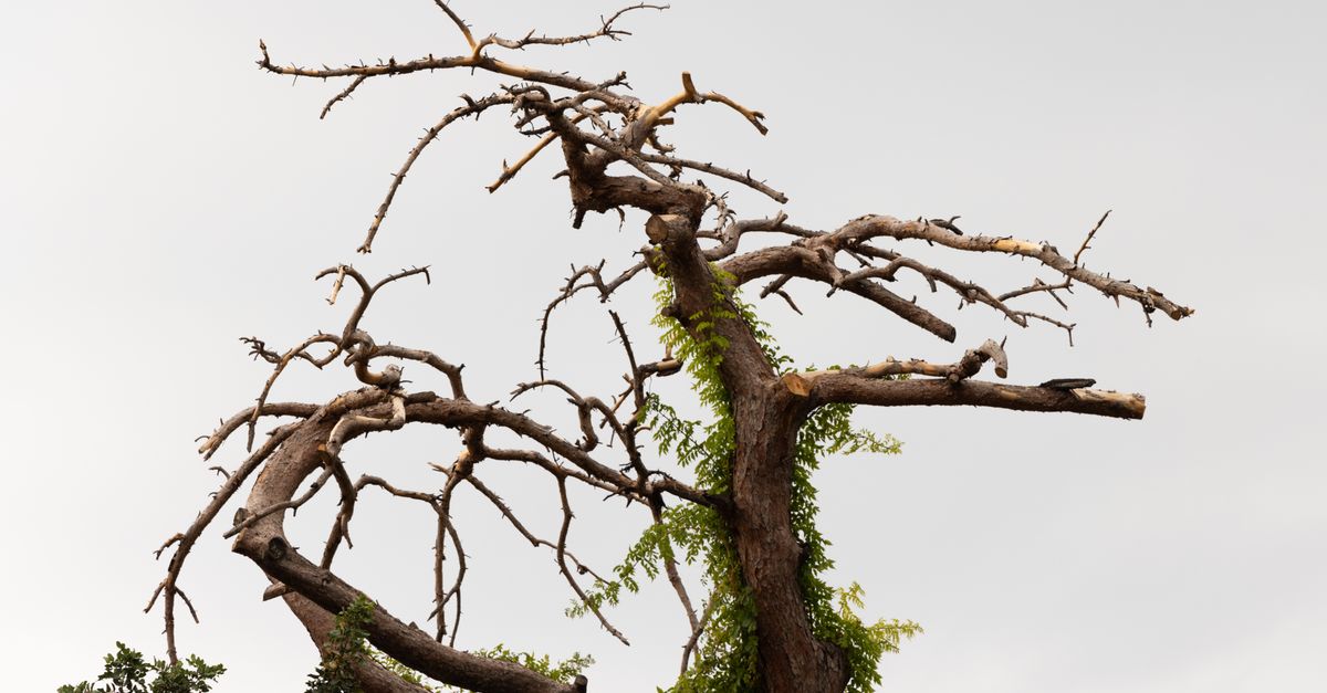 When to Consider Topping Your Trees for Optimal Growth